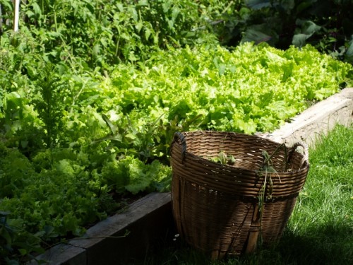 produce